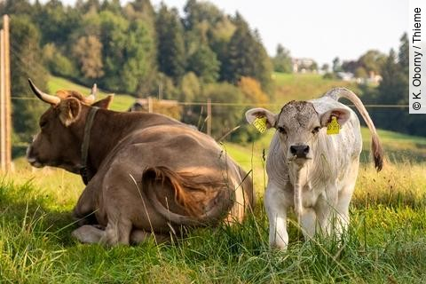Kuh mit Kalb auf der Weide