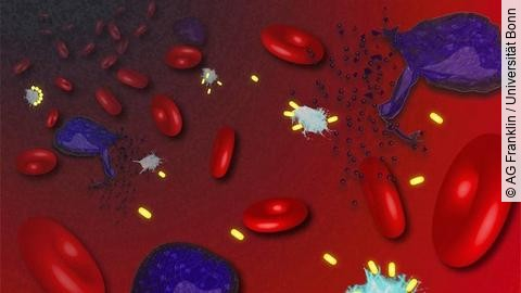 Immunabwehr: infizierte Zellen, ASC-Specks, Nanobodies
