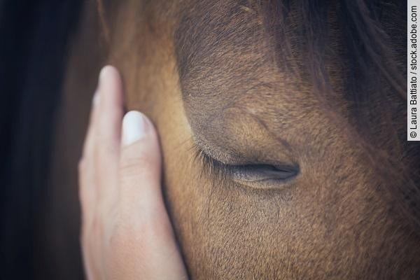A female hand stroking a brown horse head - Close up portrait of a horse - Eyes shut - Tenderness and caring for animals concept