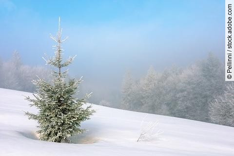 Nadelbaum in verschneiter Winterlandschaft