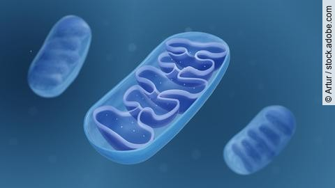 Mitochondrien vor blauem Hintergrund